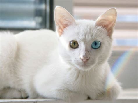 6 Unusual White Cats’ Health Problems to Watch Out For.